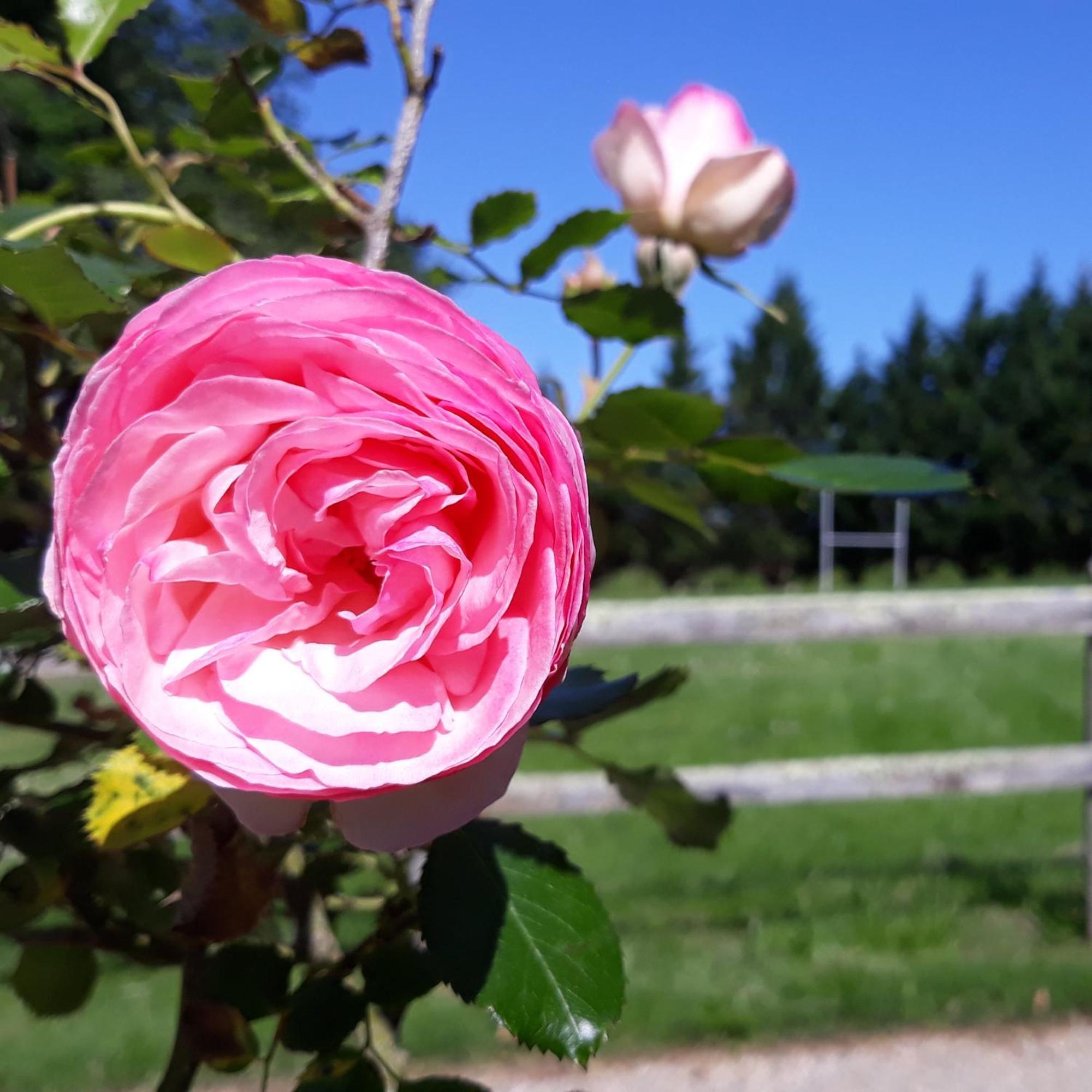 Sigalens Roulotte Fleur Des Champs 빌라 외부 사진